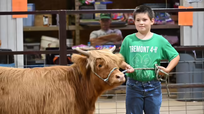 a little boy showing cattle