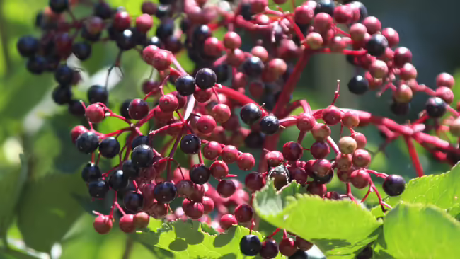 Elderberries