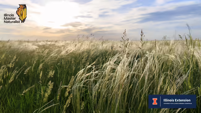 Tall prairie grasses with a panoramic view of a sunny, cloud covered sky along with the Illinois Master Naturalist and Illinois Extension logos