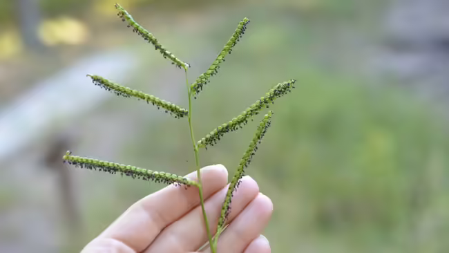 hand holding up a piece of grass