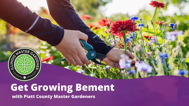 Get Growing Bement with Piatt County Master Gardeners text over a purple background with hands in a garden cutting flowers pictured