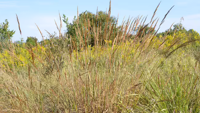 A field of grass and the text Grasses at a Glance