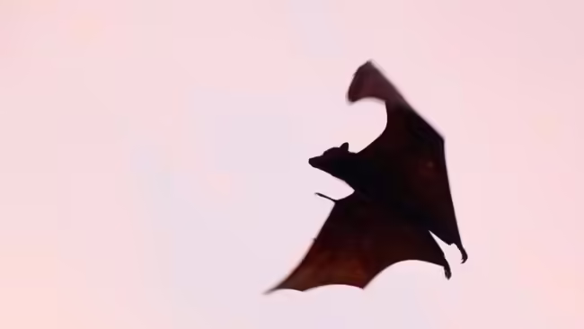 bat silohuette flying