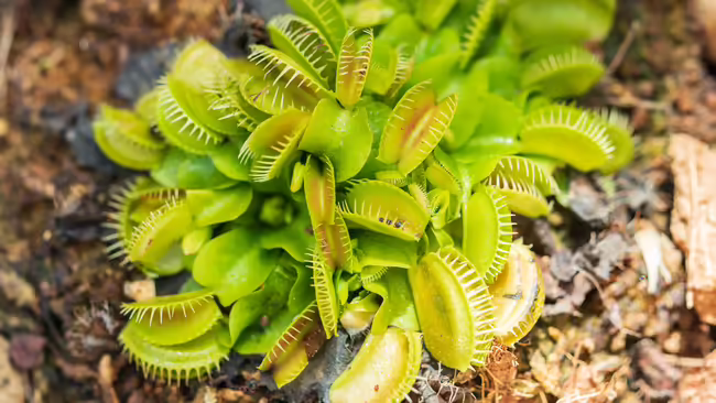 A Venus fly trap planted in the ground.