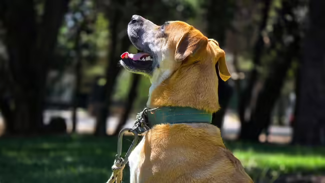 Dog with collar looking up