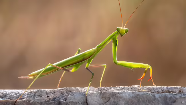 Green praying mantis on a log.