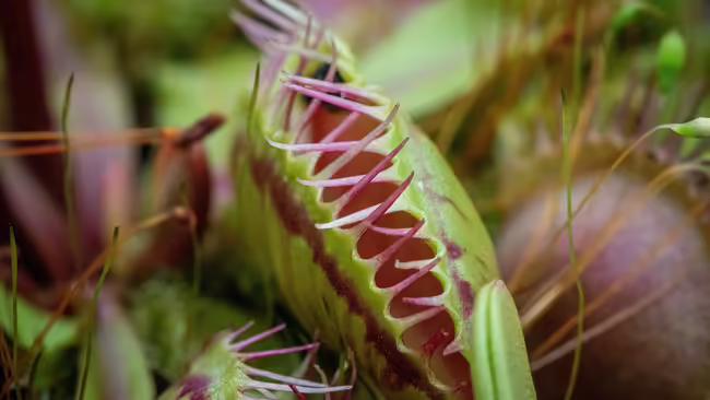 venus flytrap leaf