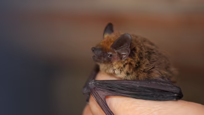 bat