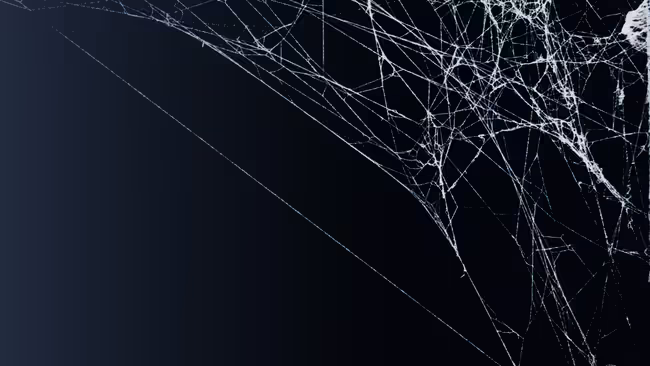 spider web