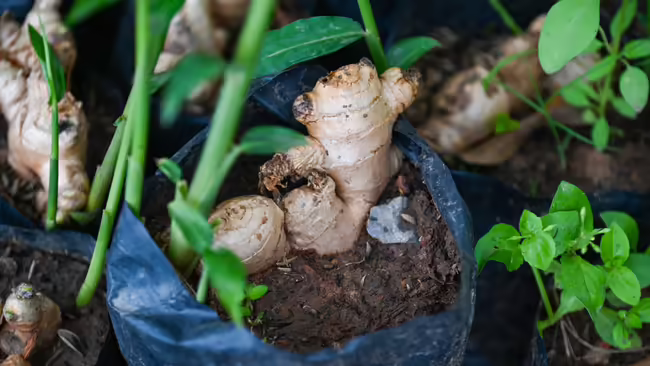 Ginger Garden
