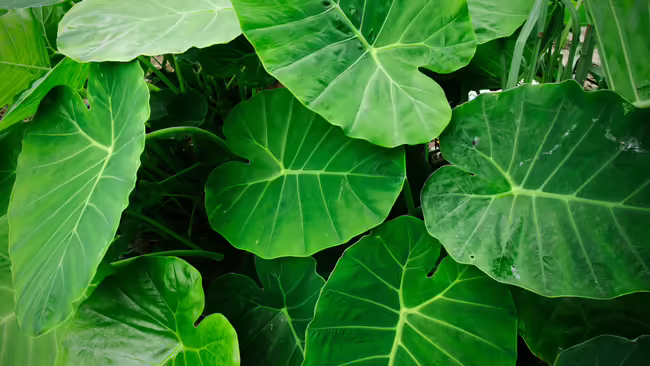 elephant leaf