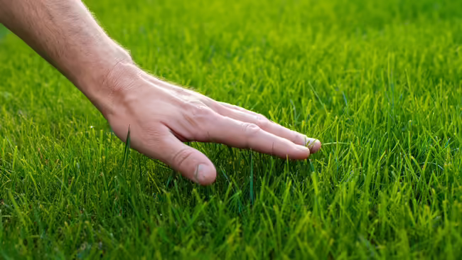 A hand reaching down to touch lush, green, grass