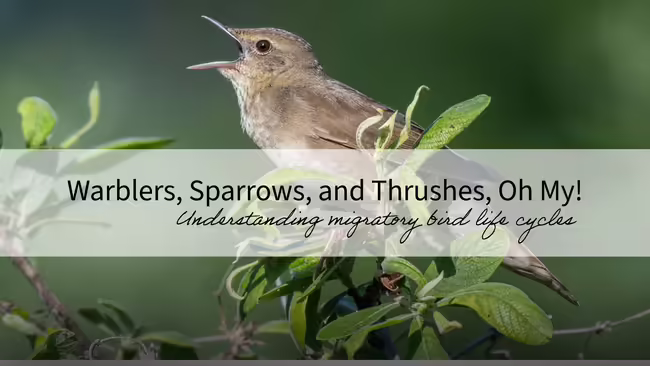 A bird sitting in a tree or shrub