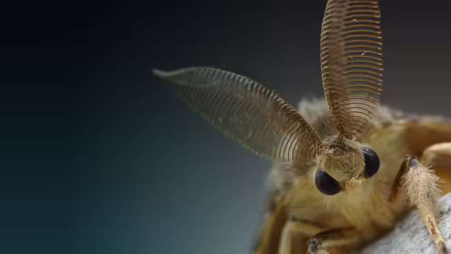 moth