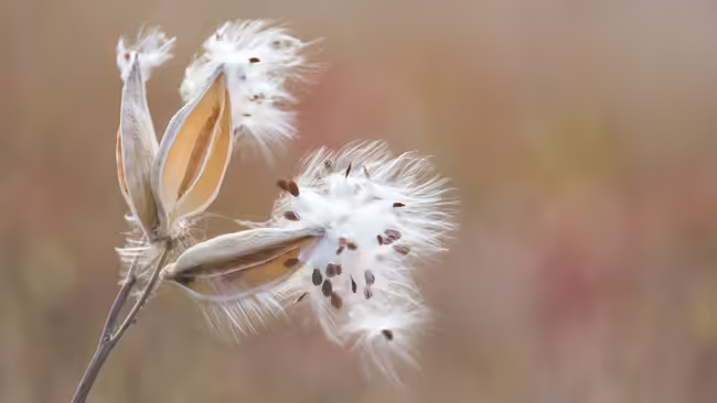 Milkweed pods broken open, seeds with white fluff cling to the pods.