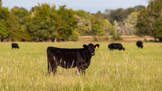 cows standing in field