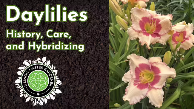 Three daylily flowers with light pink petals and dark pink centers.