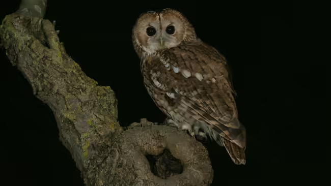 owl sitting on tree branch