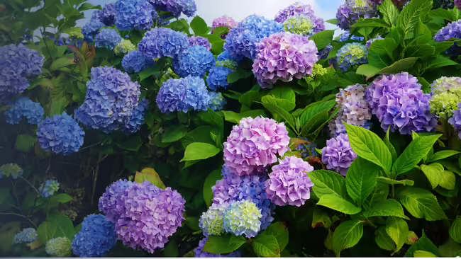 hydrangeas