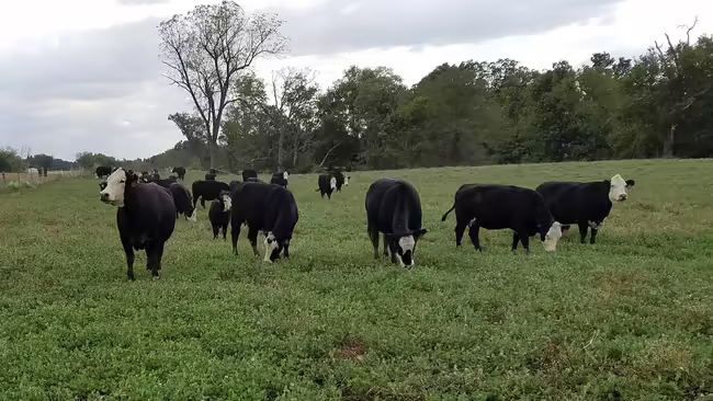 black cows grazing in a field