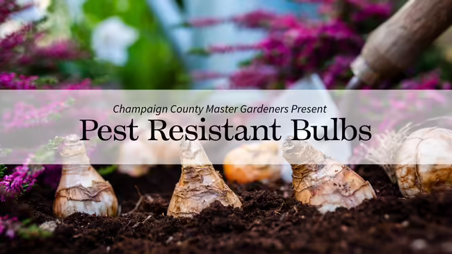 plant bulbs in the ground