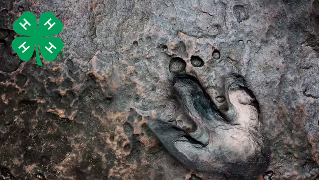 Dinosaur footprint