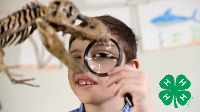 Photo of child using magnifying glass to look at a dinosaur skeleton 