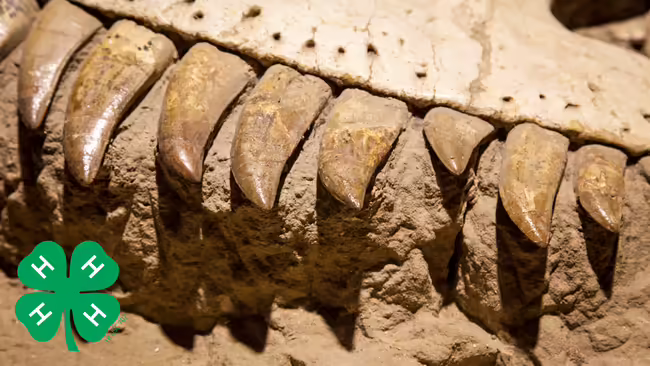 Photo of fossilized dinosaur jaw