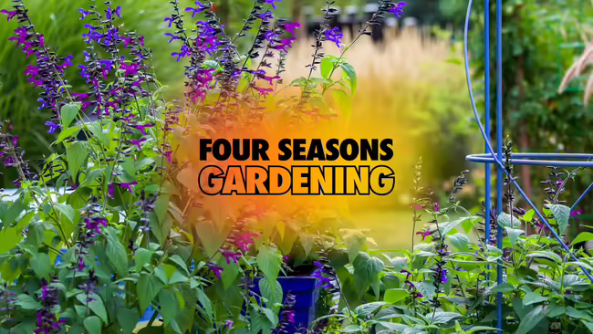 A large, well-manicured backyard landscape featuring blue and black salvia plants in potted planters.