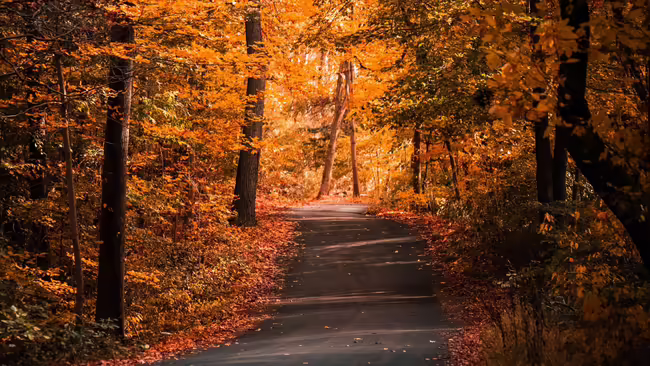 fall forest with a path 