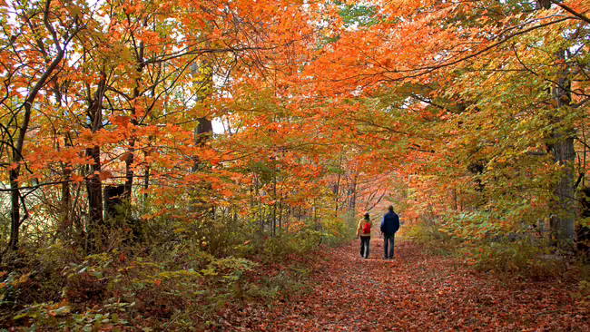 people walking on path with fall trees