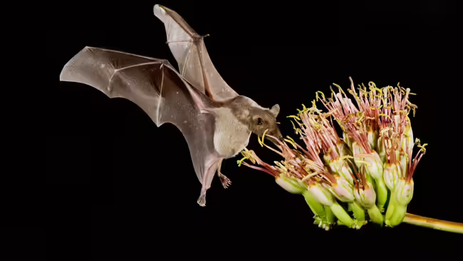 A brown bat collecting nectar from a flower.