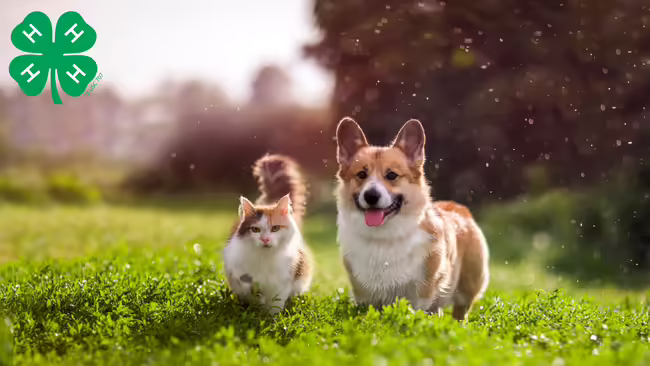 Photo of dog and cat in a grassy area
