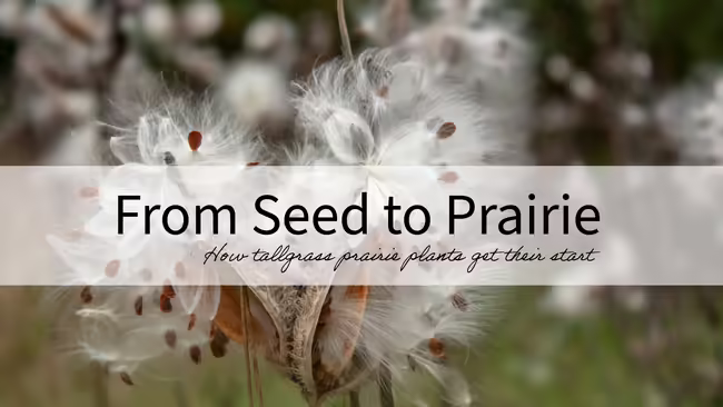 a milkweed plant bursting with seeds