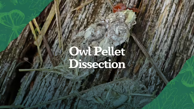 Owl Pellet Dissection