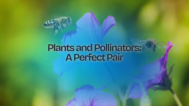 bees pollinating a small purple flower. blue blur with the text - "Plants and Pollinators: A Perfect Pair"
