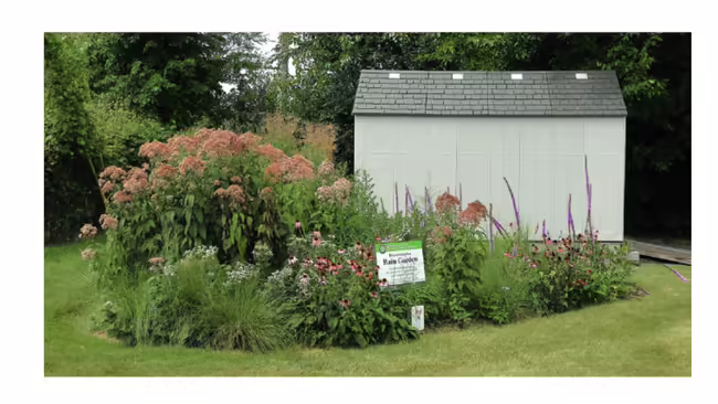 rain garden