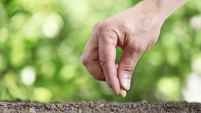 A hand putting a seed in the ground 