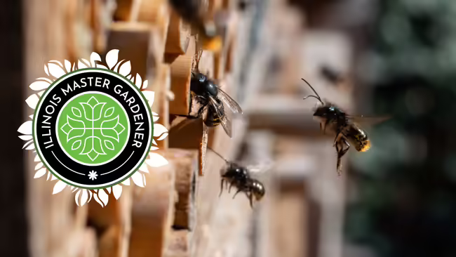 A bee flies into a circle tube inside an insect hotel.