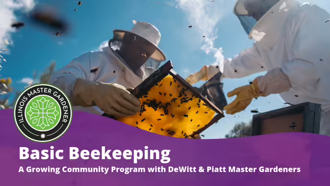 Basic Beekeeping Growing Community Program with DeWitt & Piatt Master Gardeners white text overlaying a purple background with a photo of people with beeboxes and bees  
