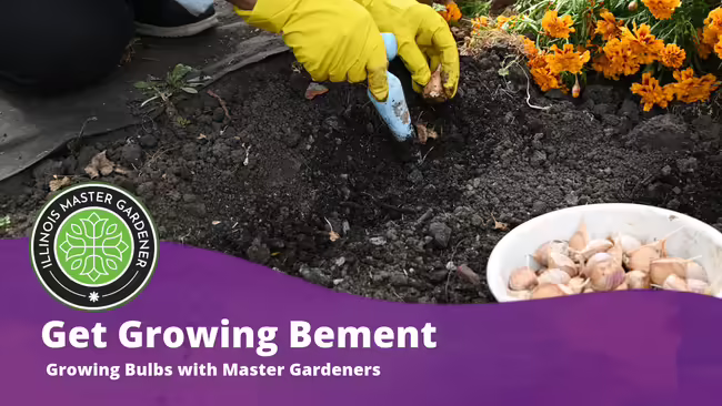 Get Growing Bement with Piatt County Master Gardeners text over a purple background with hands in soil with bulbs pictured