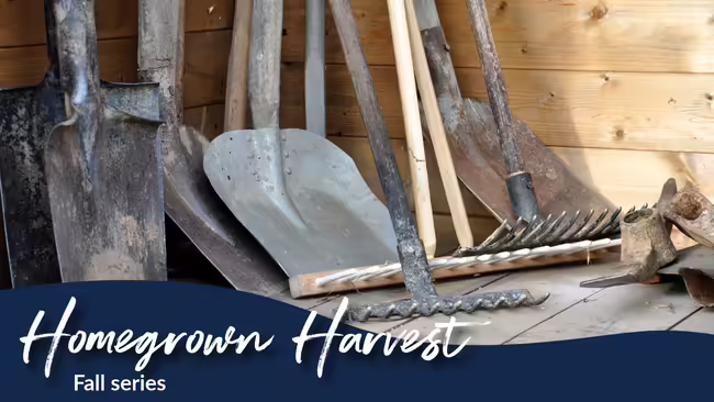 Silver shovels and rakes leaning up against a light wood corner. Dusty tools.