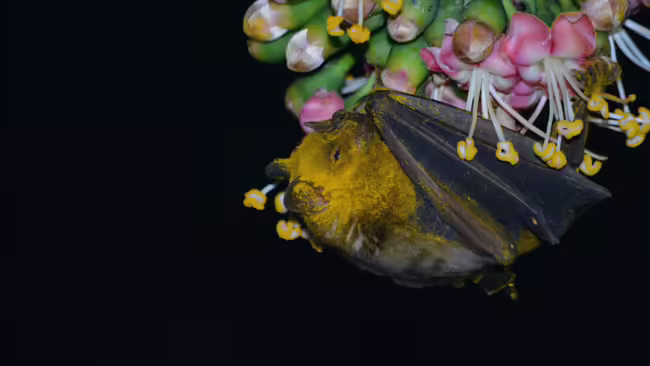 bat pollinating flower
