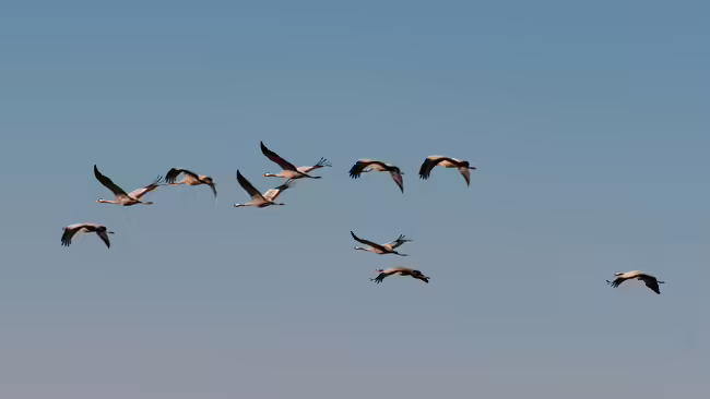 Geese flying in the sky