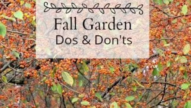 Fall leaves with the words Fall Garden Dos and Don'ts 