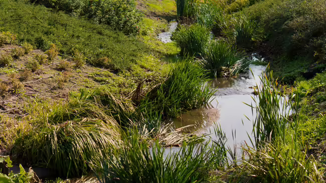 water stream running through farm 