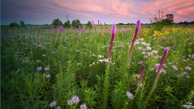 prairie