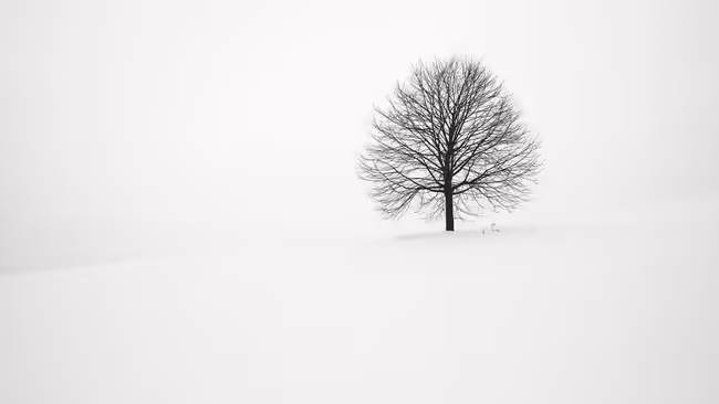 snow covered ground with tree