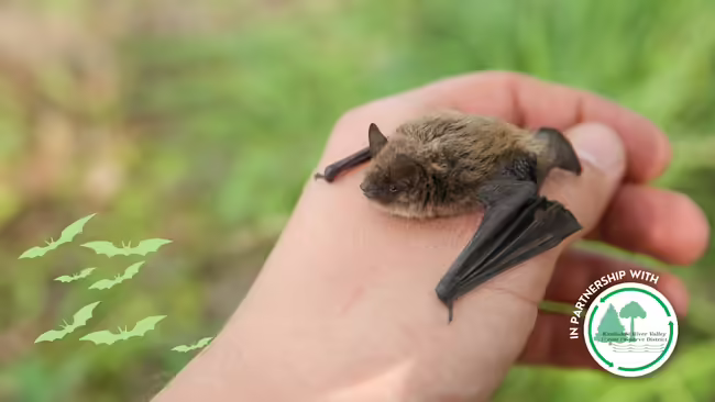 A bat lands on a person's hand