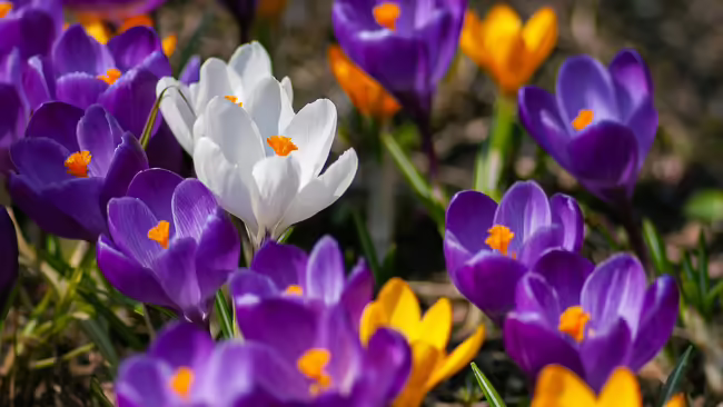Purple yellow white crocus